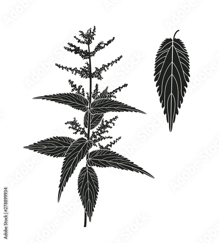 Nettle plant. Isolated nettle on white background