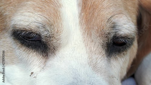 Beagle Dog Sleeps And Open His Eyes Slow Motion