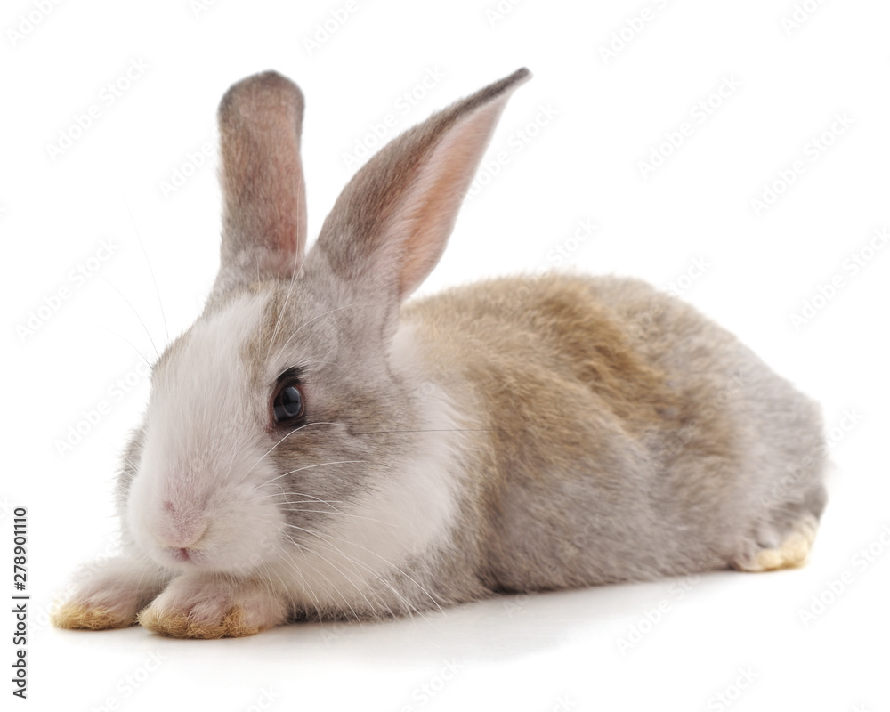 One brown rabbit. One brown rabbit.