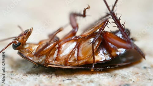 poisoned cockroach being bit by ants and struggling on the ground