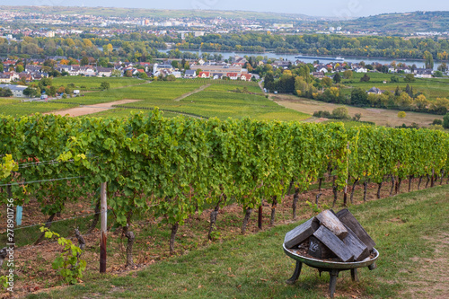 Der Rheingau bei Oestrich-.Winkel im Herbst photo