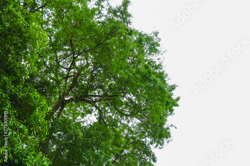 branches and green leaves on sky background  Green leaves on blue sky background bottom view