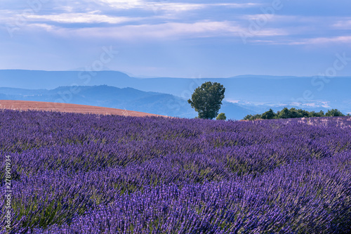 French landscape - Valensole. Sunset over the fields of lavender in the Provence  France .