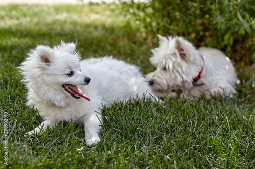 Sweet puppy of West Highland White Terrier and volpino italiano - Westie, Westy Dog Play on clover grass photo