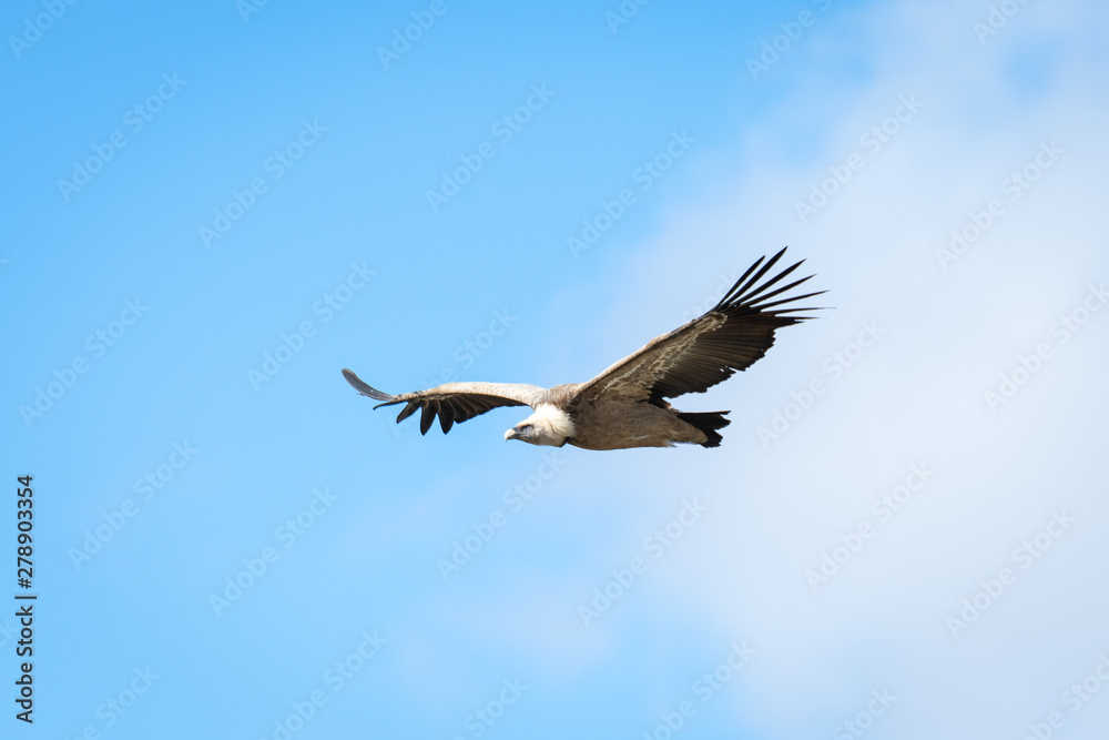 Obraz premium Griffon vulture in Duraton Canyon Natural Park in Segovia, Spain