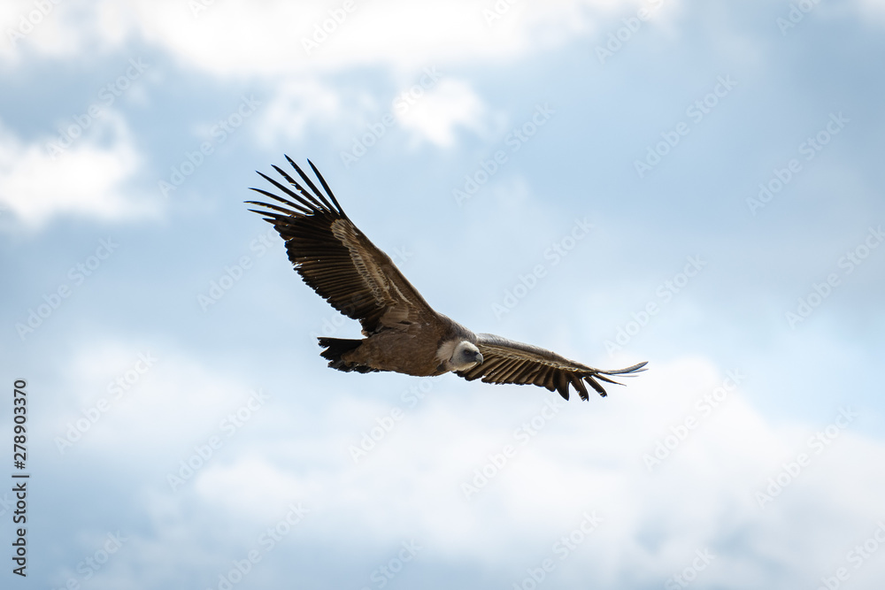 Obraz premium Griffon vulture in Duraton Canyon Natural Park in Segovia, Spain