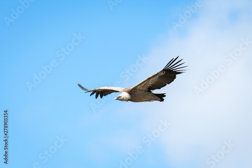 Griffon vulture in Duraton Canyon Natural Park in Segovia, Spain