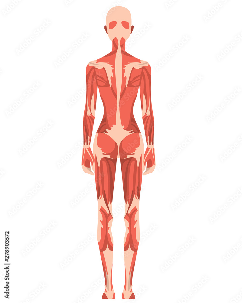 A females back muscles stock illustration. Illustration of inside
