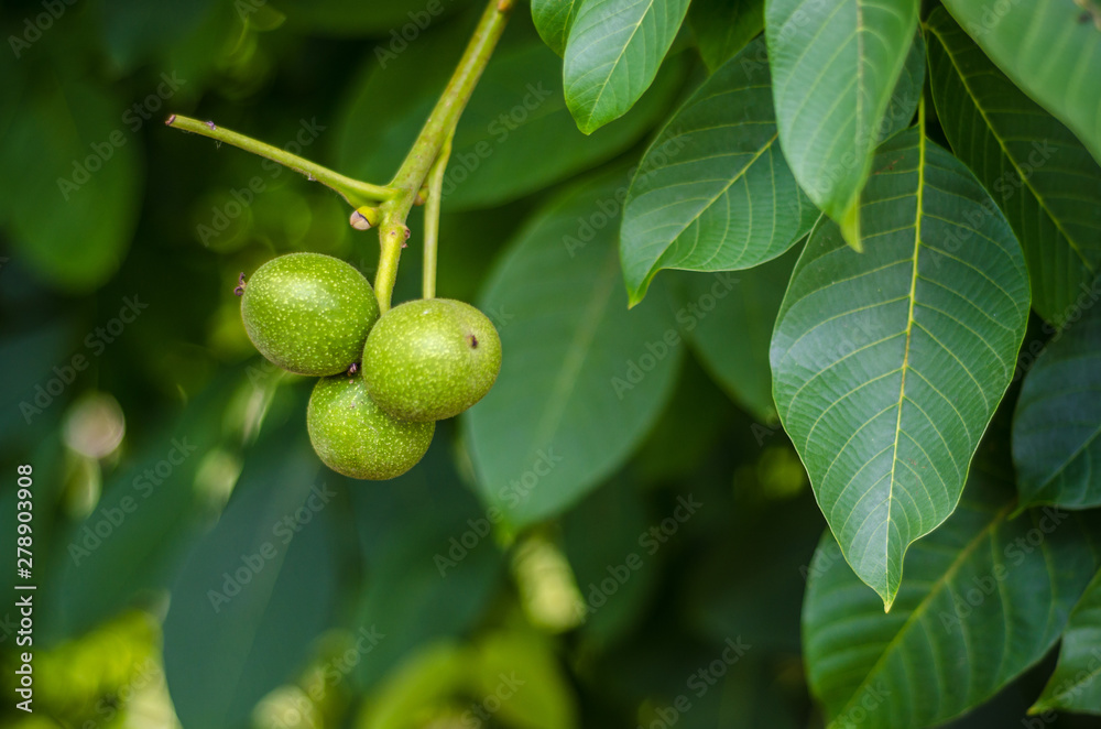green walnut on a branch