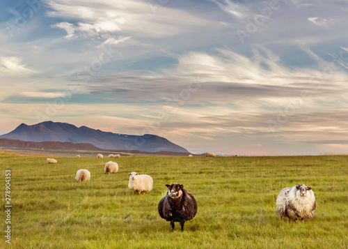 Spacious green meadows with grazing lovely fluffy sheep. mountains in the background and a very beautiful sky with clouds. Calm simple farm country pastoral landscape. Iceland.