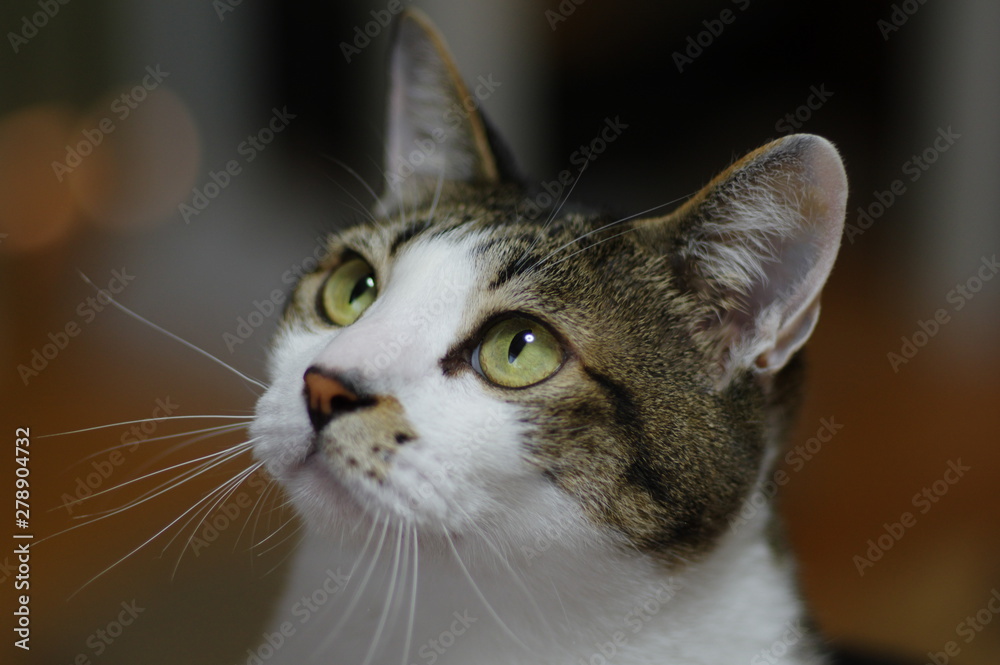 リラックスした猫 リラックスした猫