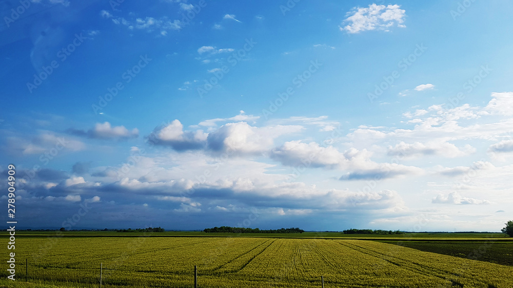 food agriculture production  - Flat land  of Vojvodina, Serbia, landscape. Endless field with corp and blue sky with clouds