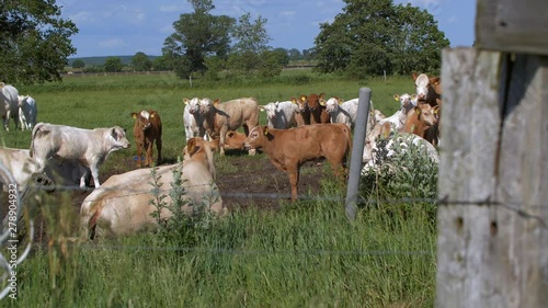 Cows On A Farm In Germany