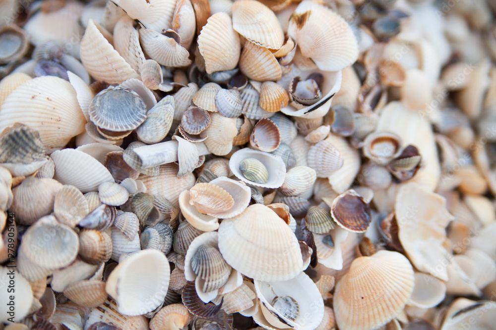 Many different light seashells on the sea coast. Close-up