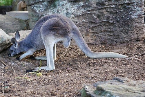 A kangaroo on the grass in a park in Australia
