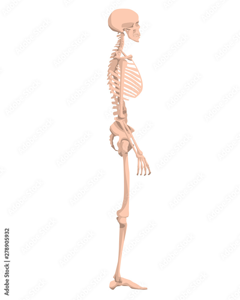 Human skeleton in front, profile and back. Vector illustration - Vector.  Human anatomy. Side view. Stock Vector | Adobe Stock