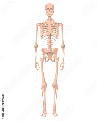 Human skeleton in front, profile and back. Vector illustration - Vector. Human anatomy