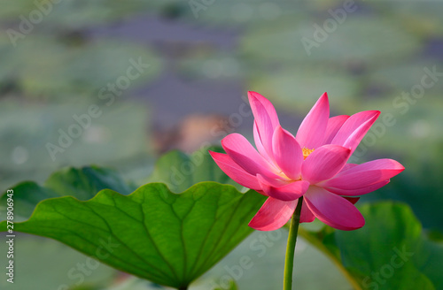 Blooming lotus, in the pond