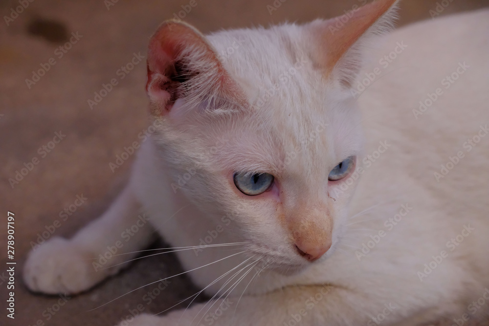 Obraz premium Closeup friendly cat he looking at my camera.