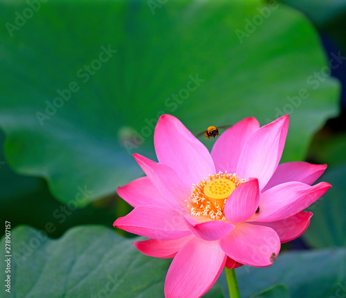 Blooming lotus  in the pond