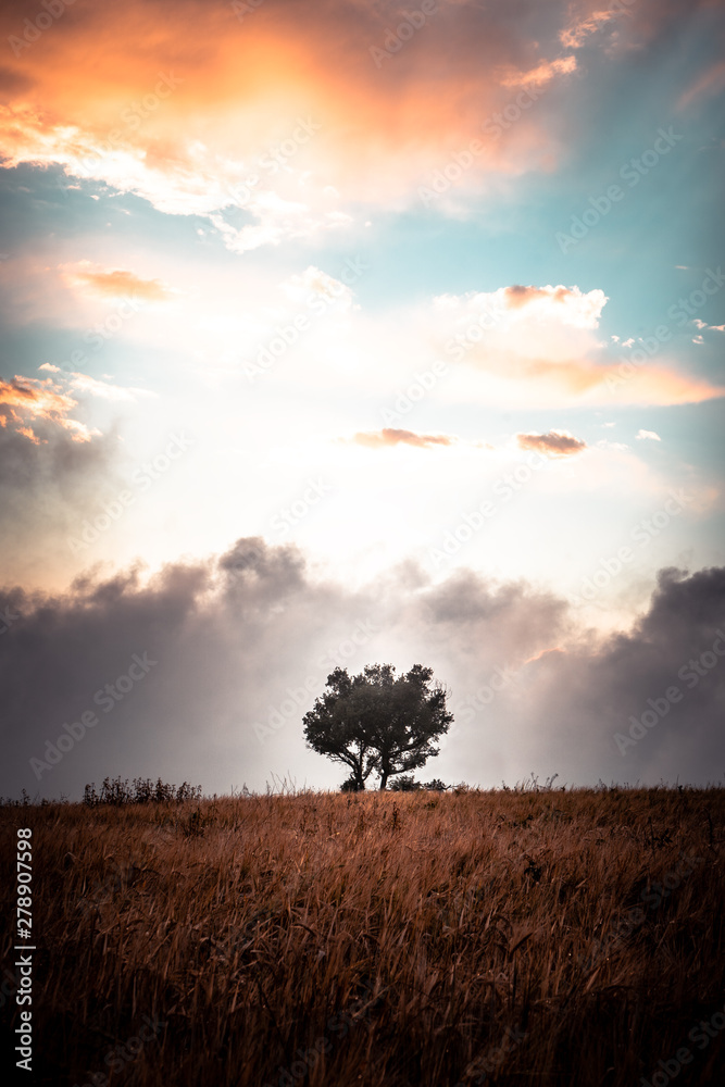 Obraz premium árbol nubes 