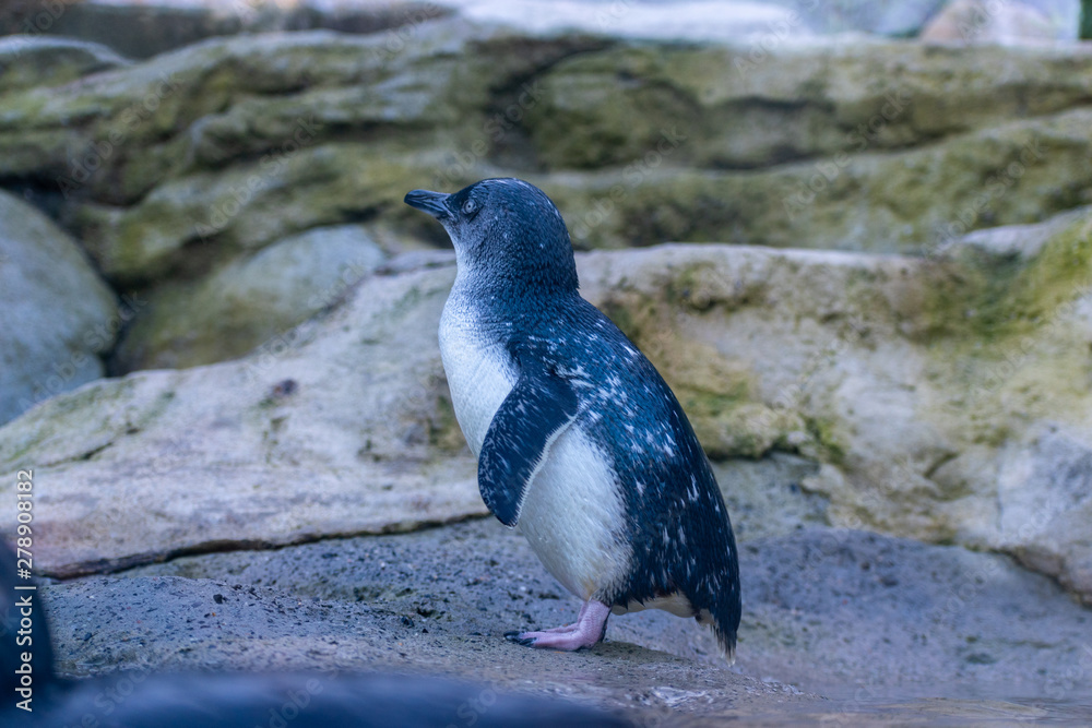 Fototapeta premium penguin on rock