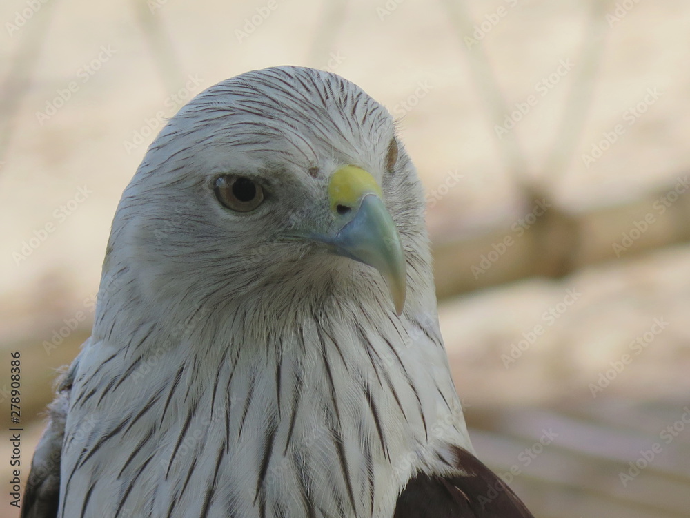 Obraz premium Brahminy kite also known as red-backed sea eagle, Thailand
