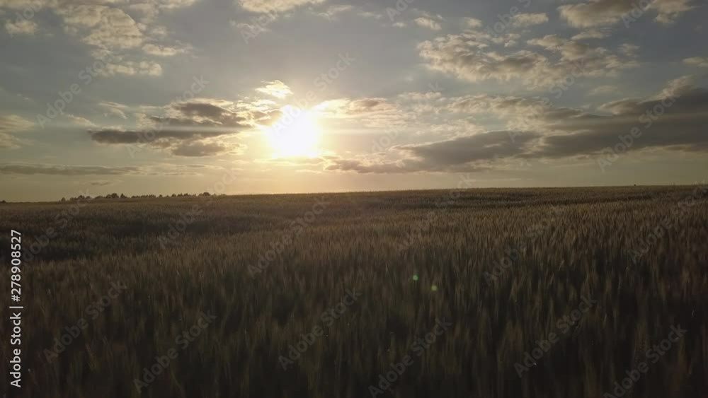 motion above green boundless maintained field against amazing setting sun on horizon under beautiful cloudy sky motion above green boundless maintained field against amazing setting sun on horizon under beautiful cloudy sky