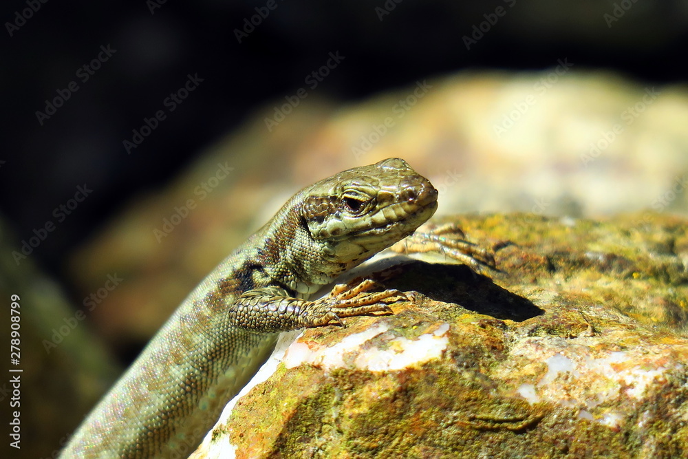 Lizard resting on a stone in the garden