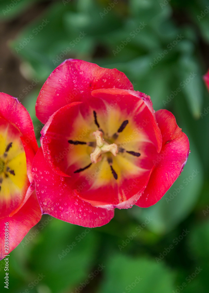 Fototapeta premium Close-up of beautiful mixed red and yellow single tulip with blurred green background, spring wallpaper, springtime blossom after rain