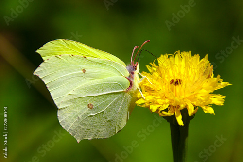 Macro of a feeding butterfly © GulyaPeter