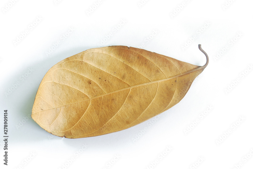 Dry leaves on white background. (With Clipping Path). Dry leaves on white background. (With Clipping Path).