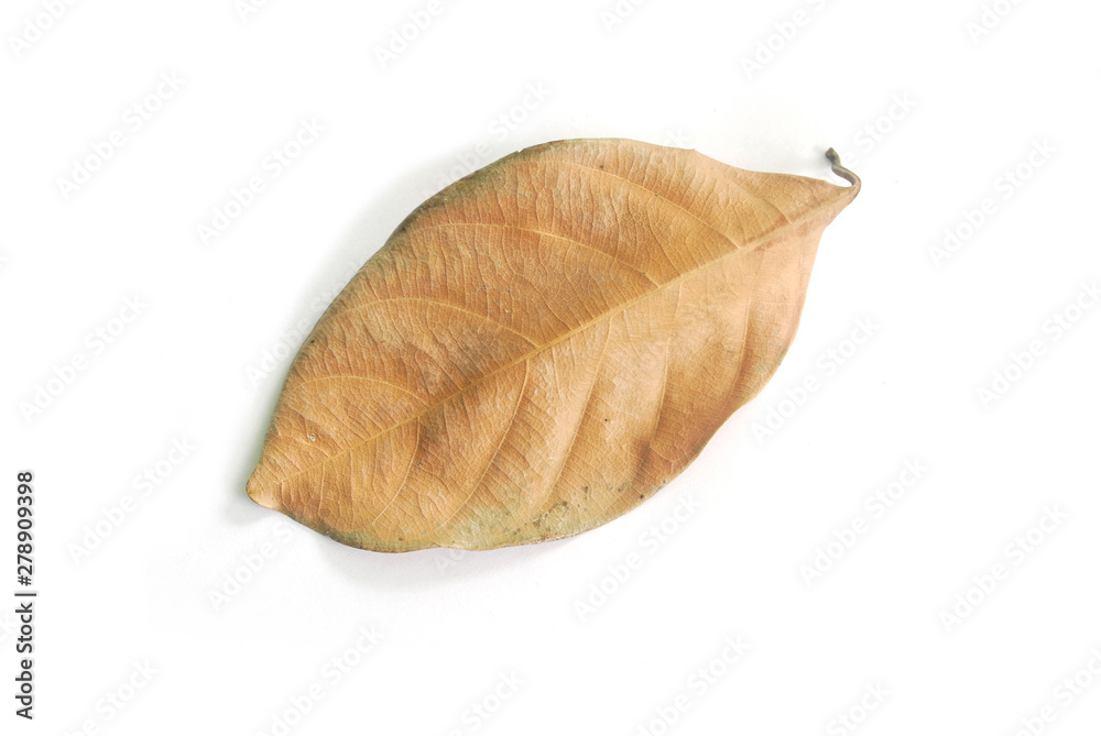 Dry leaves on white background. (With Clipping Path).