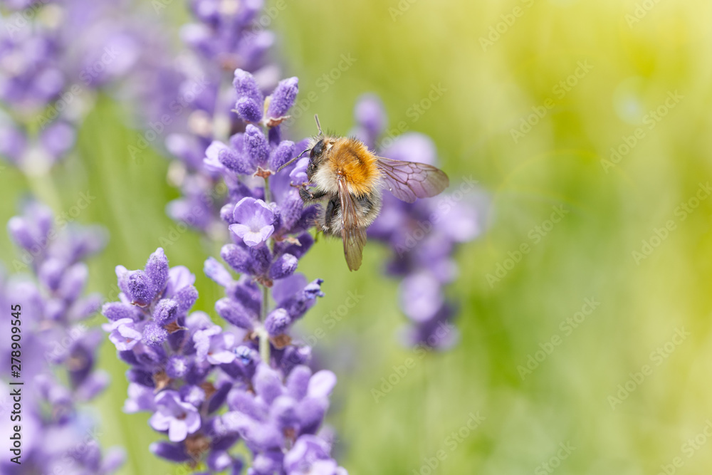 Fototapeta premium Bumblebee on lavender flower. Natural defocused background.