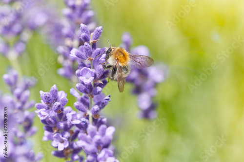 Bumblebee on lavender flower. Natural defocused background. © Marek Walica