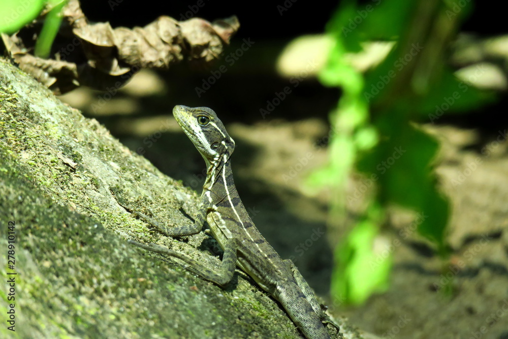 Naklejka premium Lizard on the lookout in Costa Rica