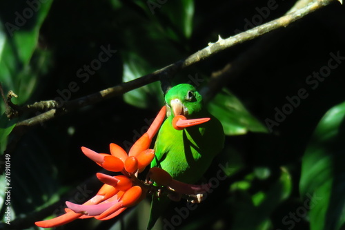 Orange-chinned parakeet in Costa Rica