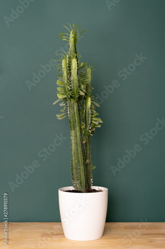 indoor plant in the interior - big euphorbia cactus on a wooden tabletop against the background of a green wall photo