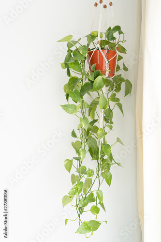 Climbing plant in a bright interior - Epipremnum photo