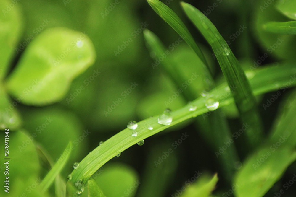 Obraz premium Beutiful green grass close up with drops of water in summertime. Soft and blur conception