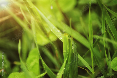 Beutiful green grass close up with drops of water in summertime. Soft and blur conception © volhavasilevich