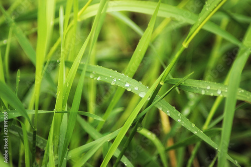 Beutiful green grass close up with drops of water in summertime. Soft and blur conception