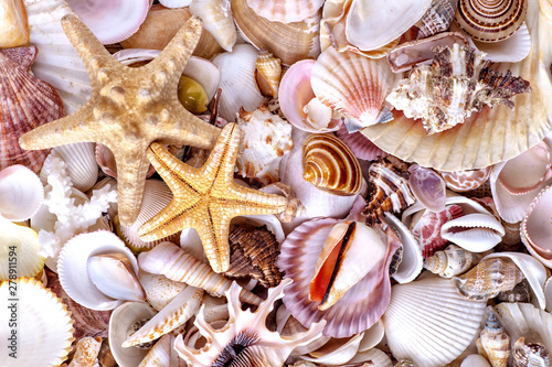 Seashells background  lots of amazing seashells  coral and starfishes mixed.Sea shells collected on the coast of Costa Rica as background