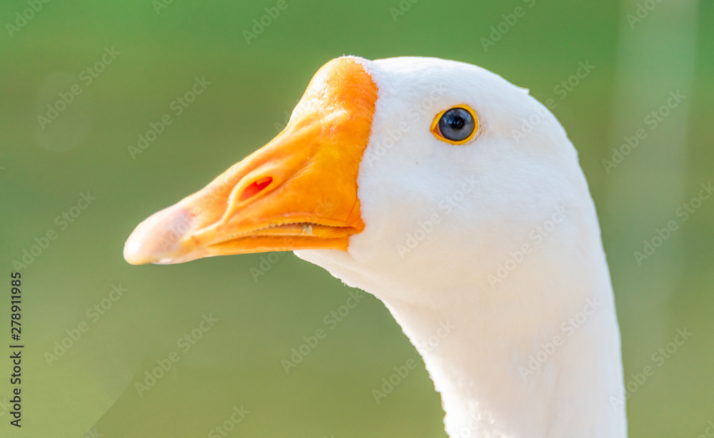 A close-up of the head of a white goose by the lake's water