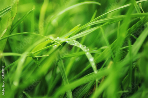 Beutiful green grass close up with drops of water in summertime. Soft and blur conception