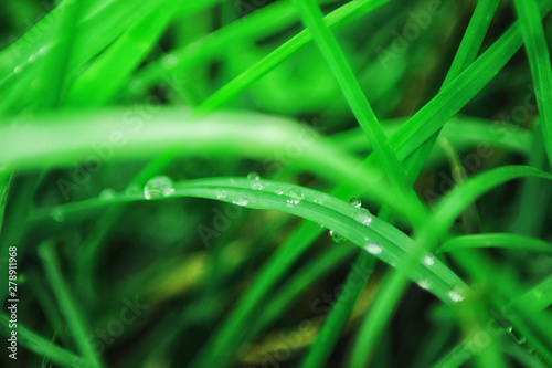 Beutiful green grass close up with drops of water in summertime. Soft and blur conception