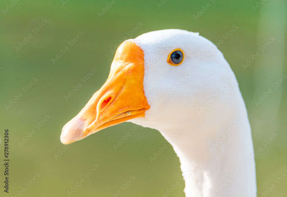 A close-up of the head of a white goose by the lake's water A close-up of the head of a white goose by the lake's water
