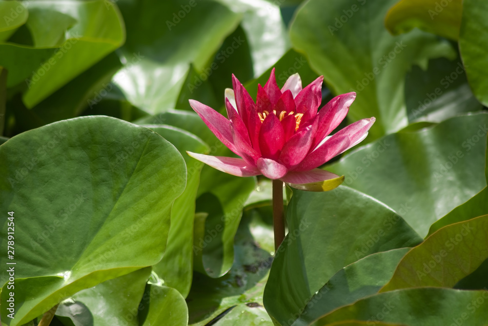 image of a lotus flower on water background image of a lotus flower on water background