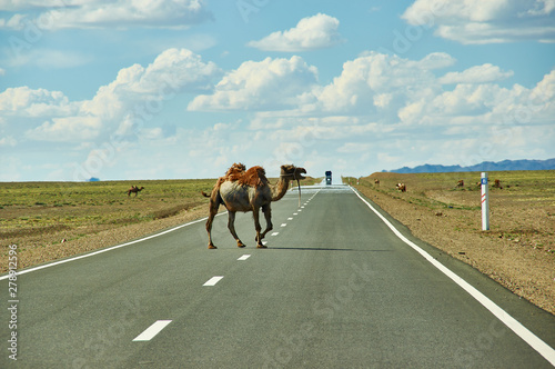 Camels cross the highway
