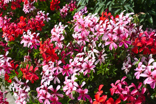 Wallpaper Mural Geranien Torontodigital.ca